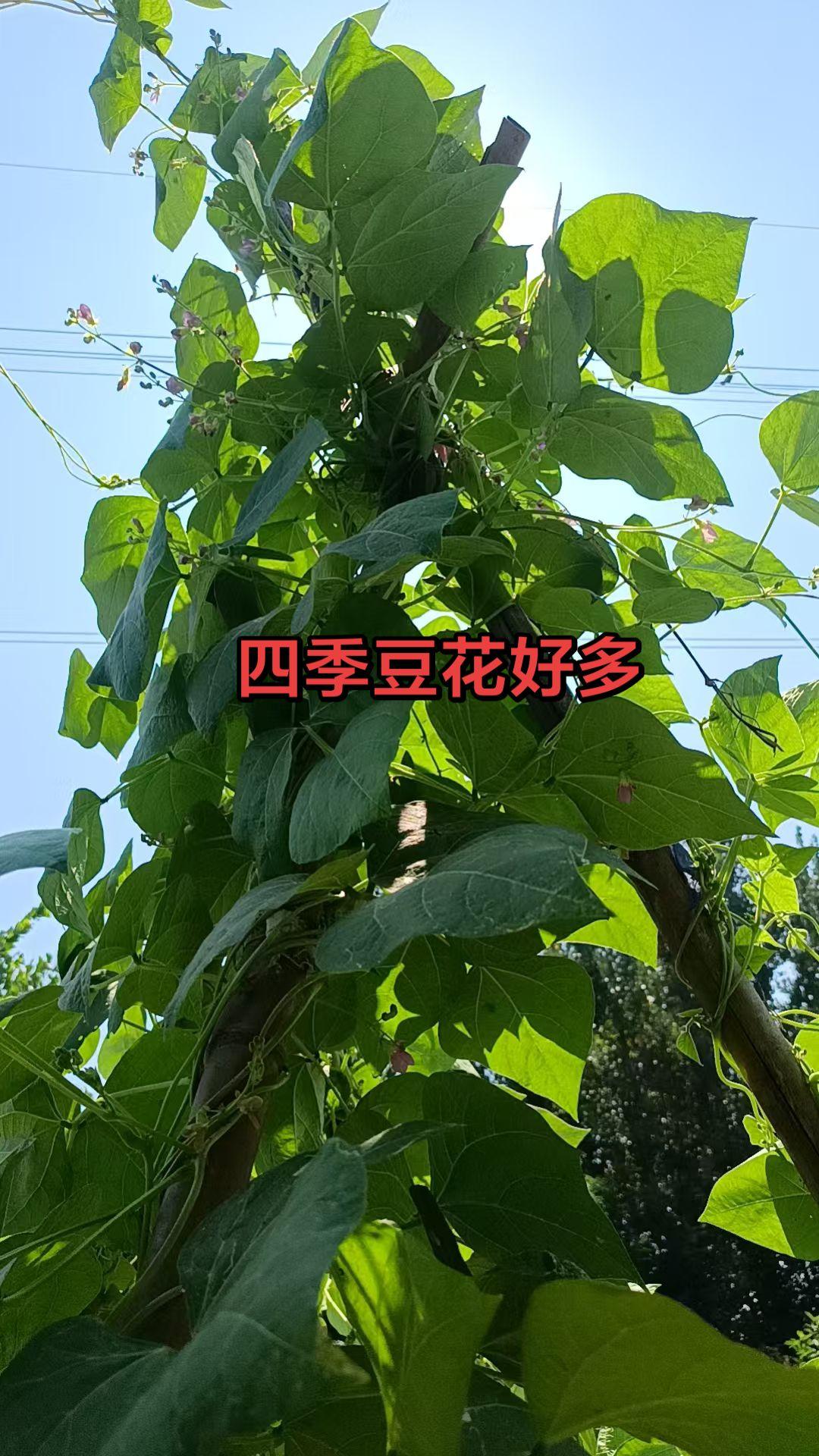 春秋都可以种植的四季豆