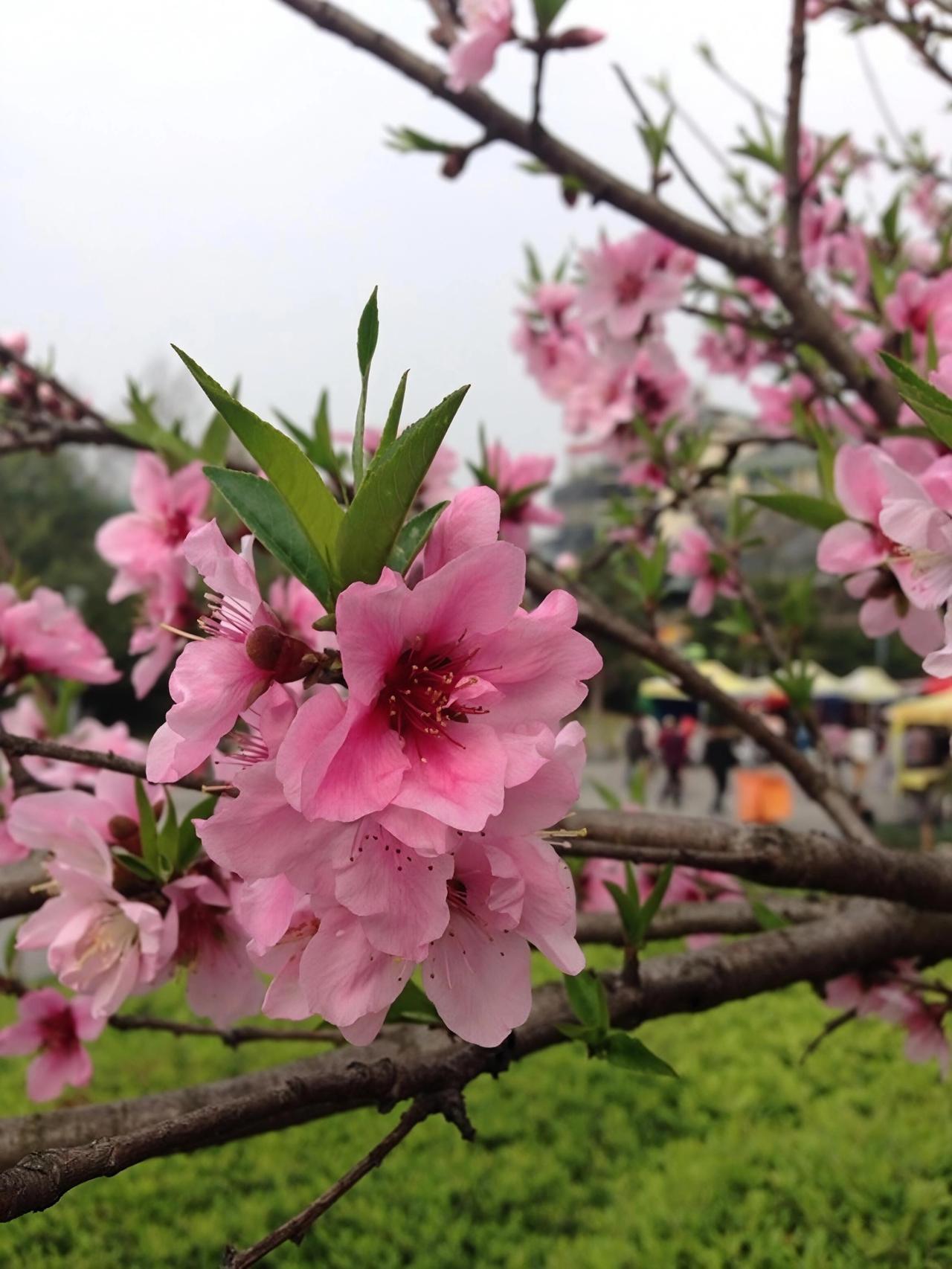 春日追花攻略暮春时节，正是山野追赏桃花的好时候。走进那片桃林，仿佛踏入了一个粉
