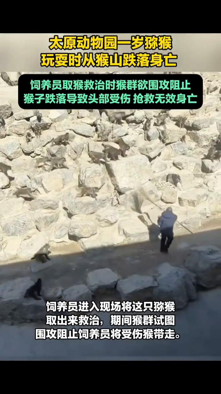 太原动物园一岁猕猴玩耍时从猴山跌落身亡。饲养员取猴救治时猴群欲围攻阻止，猴子跌