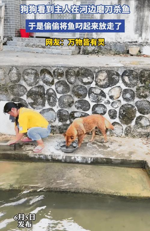 “太有灵性了！”河边传来一阵阵“嚓嚓”的磨刀声，一位女主人蹲在水边，正专心打