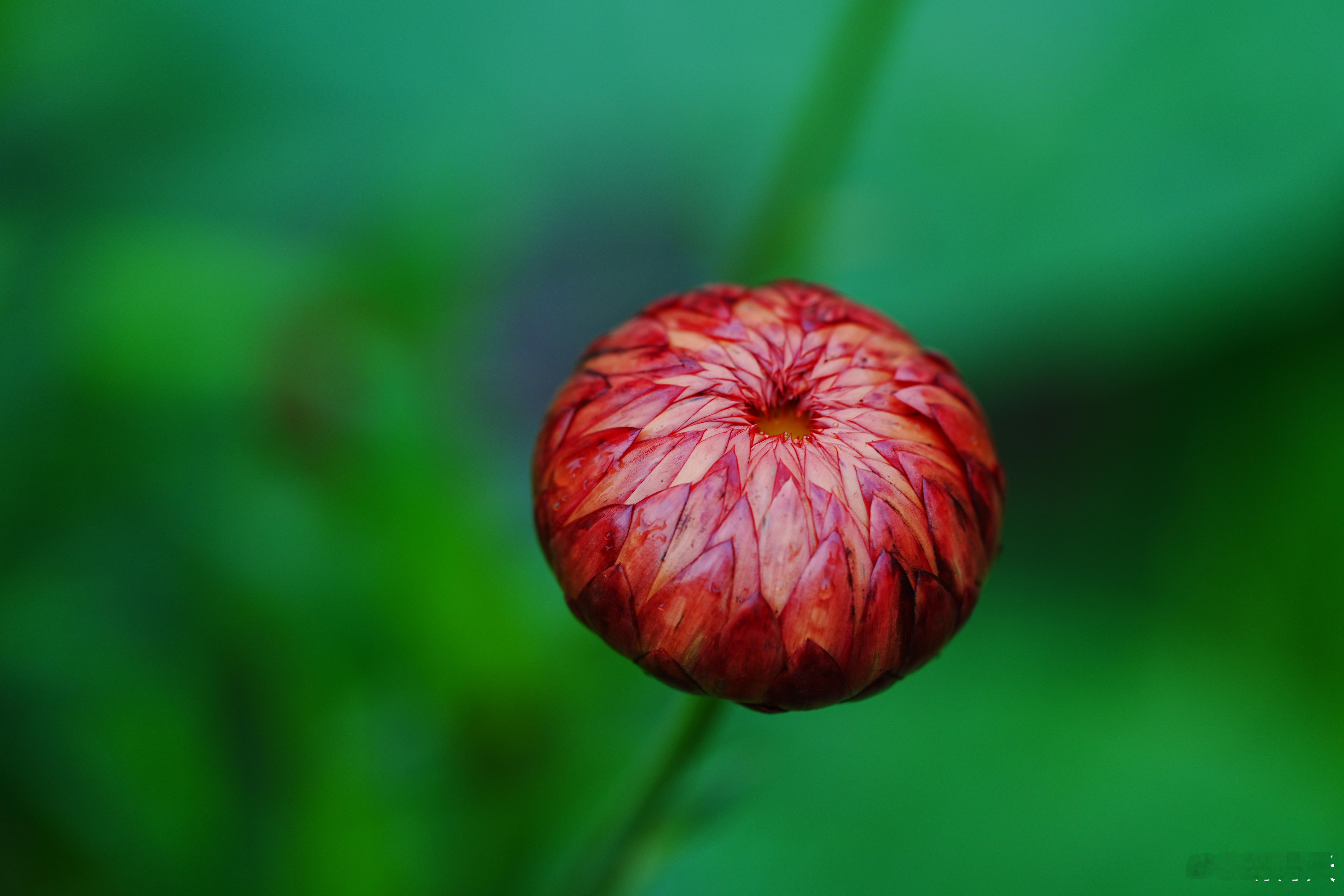 不懂就问，这是什么菊？摄影分享​​​