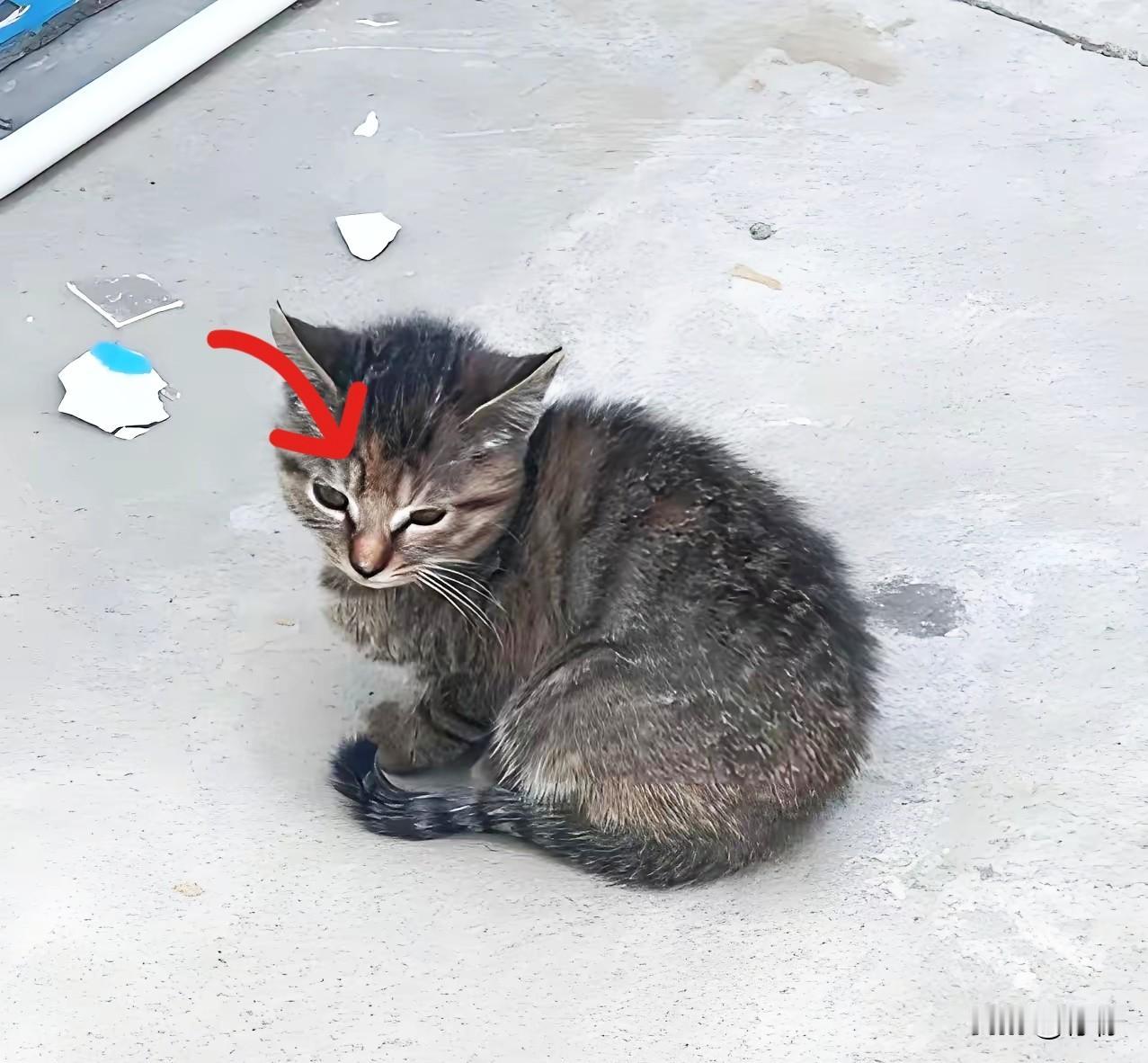 1月27日晚，贵州贵阳一烤鱼店老板石先生，因起身喂店外的流浪猫，刚离开原位