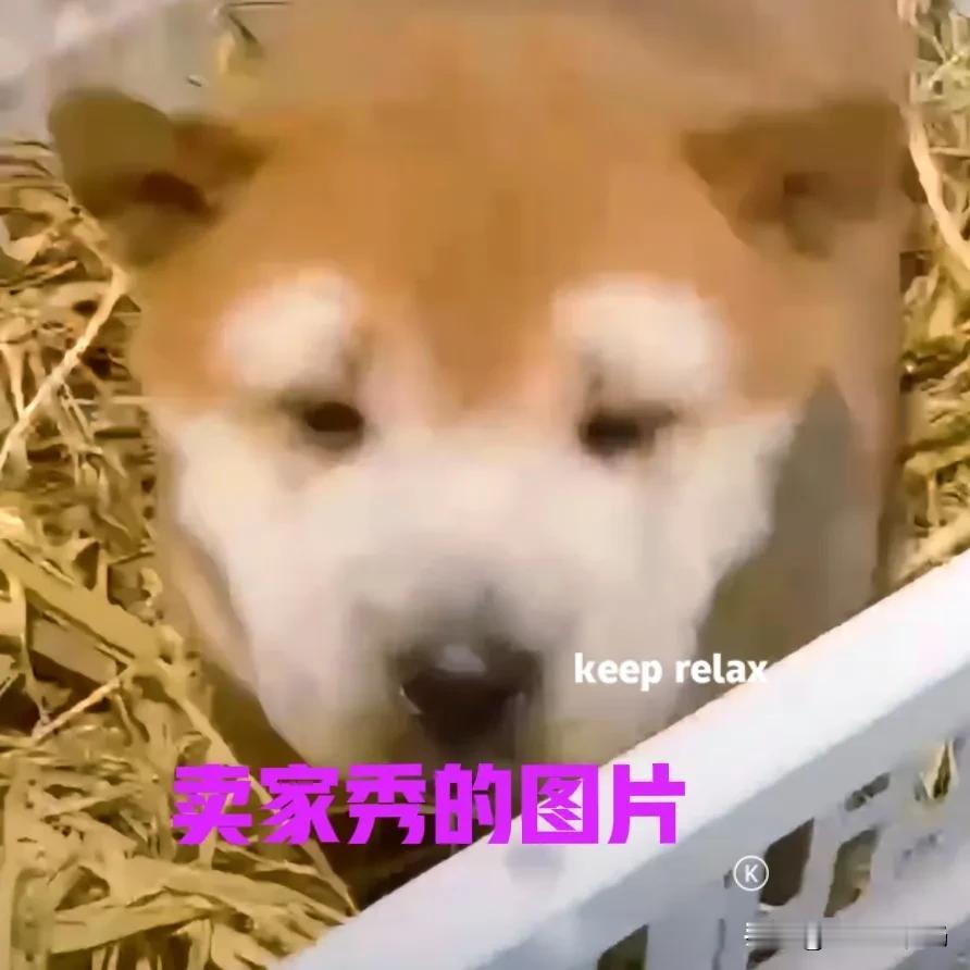 现在越来越多的人，开始喜欢上了中华田园犬。只可惜现在很多地方，已经再也找不到正宗