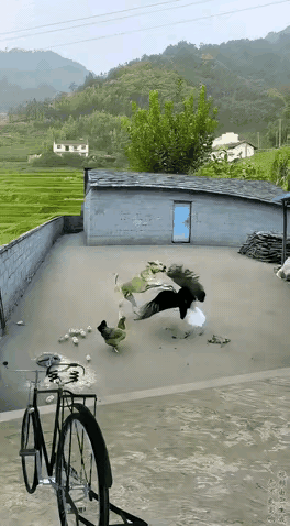 爆笑名场面！狗子生擒老鹰，这波是“陆军”完胜“空军”呀！哎，那鹰🦅太丢脸了吧！