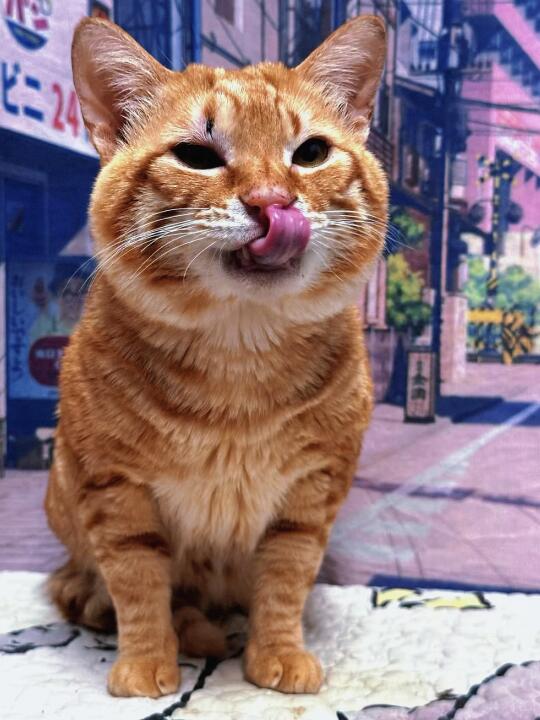 家里猫咪不出门，真的不代表不用驱虫！！！
