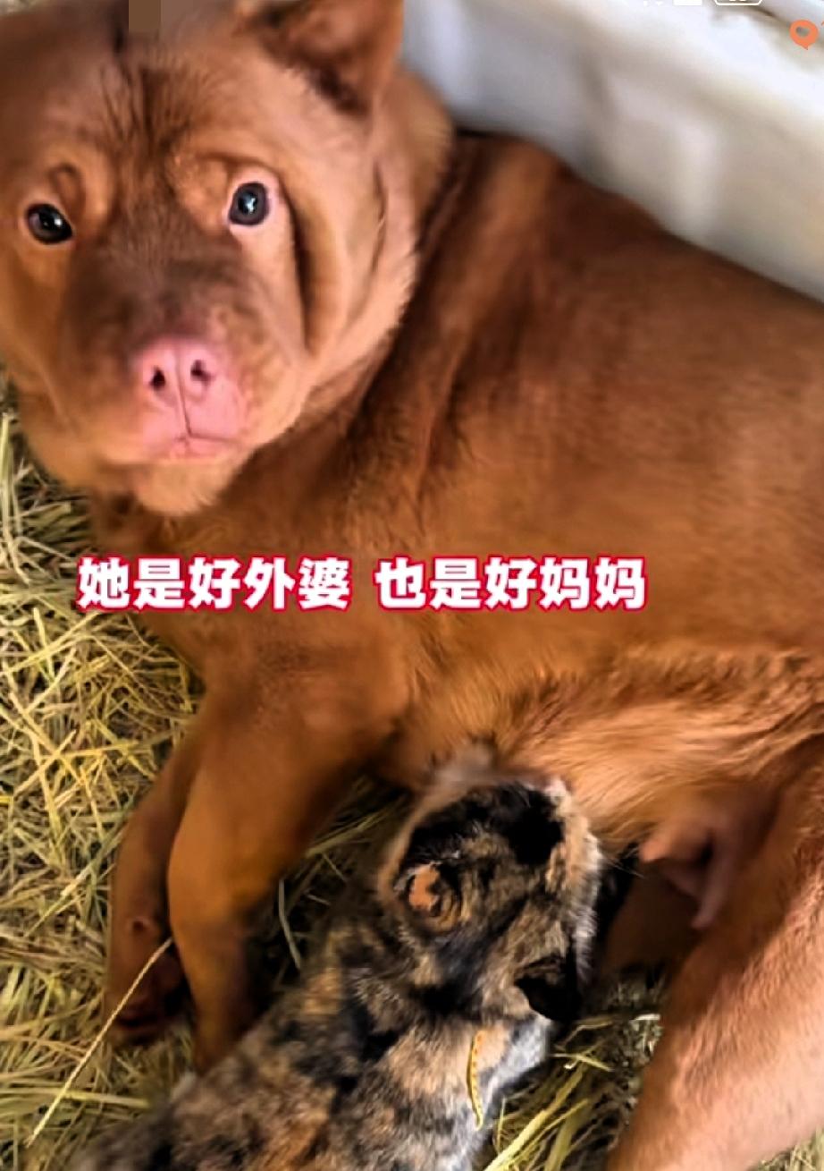 谁说爱有物种边界？这只狗狗用行动打脸所有偏见！男子捡回的流浪小猫，吃着家