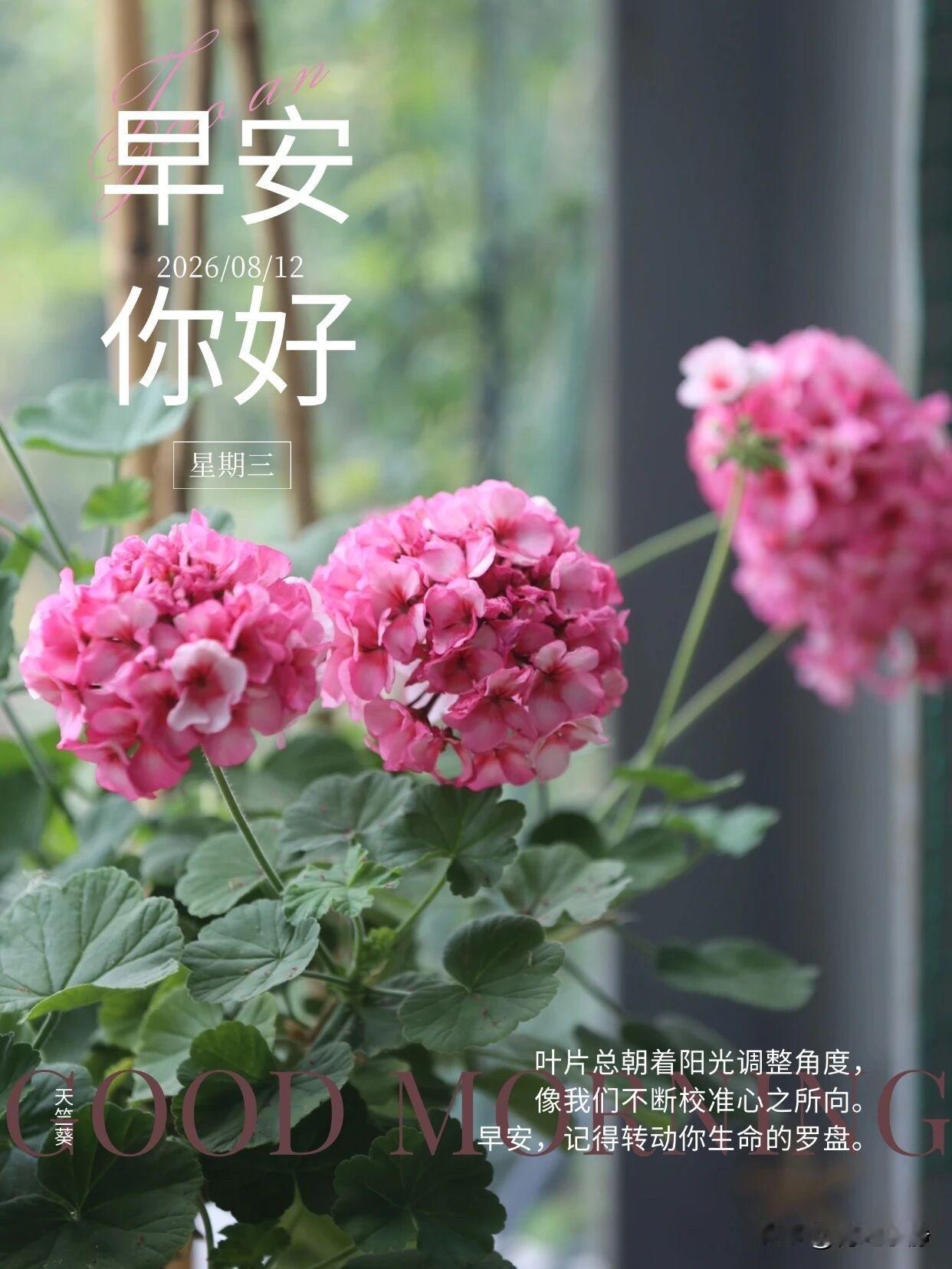 🌼²⁰²⁶/₀₈.₁₂ᵕ̈周三｜浅秋清凉🍂☕️🍃𝐆𝐨𝐨𝐝𝐌?