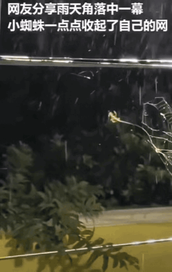 一场突如其来的暴雨，竟让女子目睹了此生难忘的一幕：一只蜘蛛，以惊人速度飞速“收网