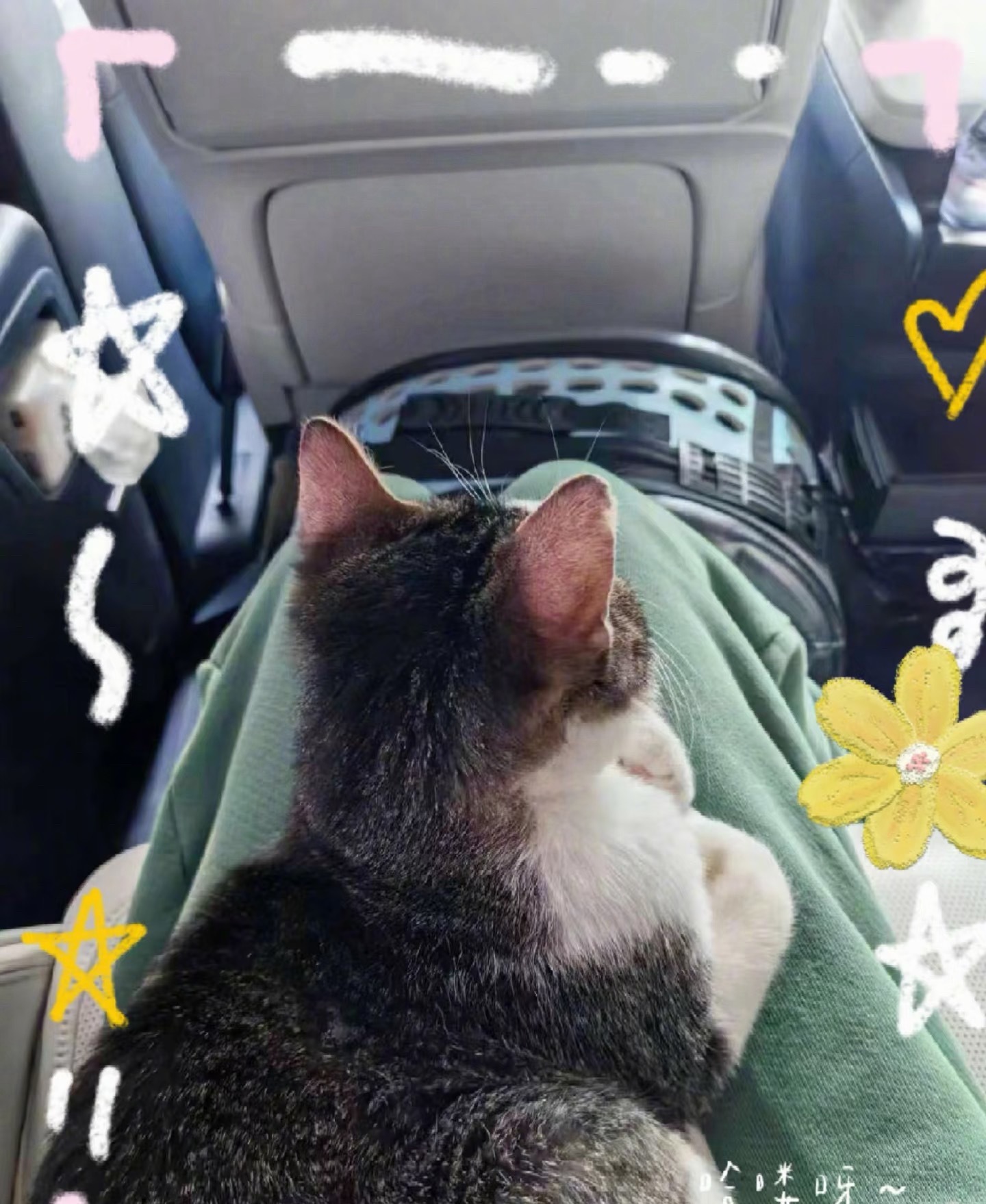 杨幂养的都是流浪猫杨幂养的都是流浪猫咪🐱，妥妥滴爱心人士宠猫达人没错了！