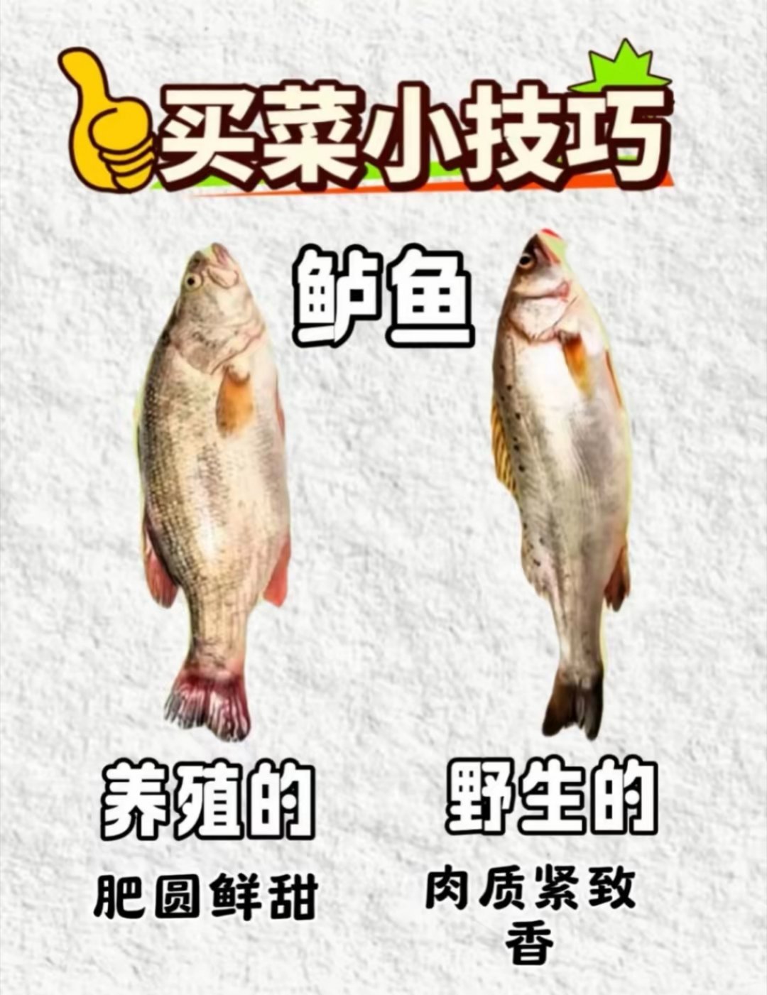 🐟今天学了个挑鲈鱼的小窍门，分享给爱吃鱼的朋友：👉养殖鲈鱼：体型偏肥圆，肉