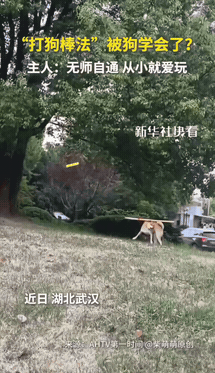 湖北武汉，一只狗狗从小爱玩棍子，长到2岁半时，没经过任何训练的狗子竟然学会了“打