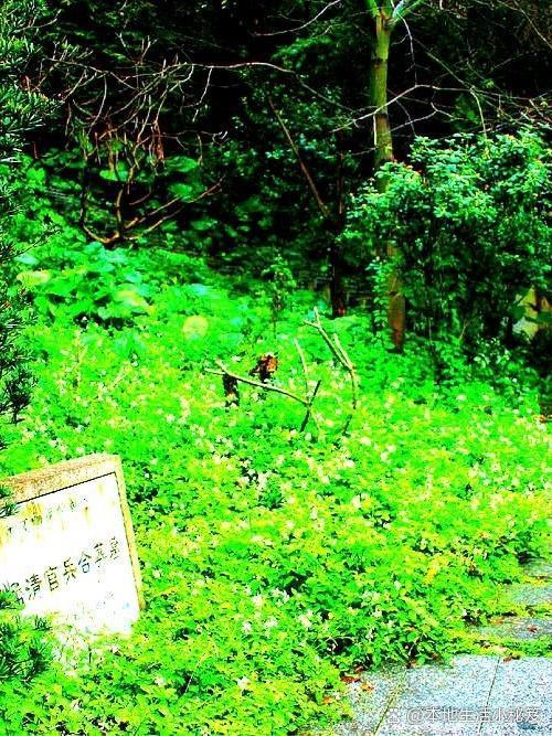 春日漫游指南｜炮台公园跑步打卡✨在炮火轰鸣的炮台遗址旁，竟藏着这样一片被绿意