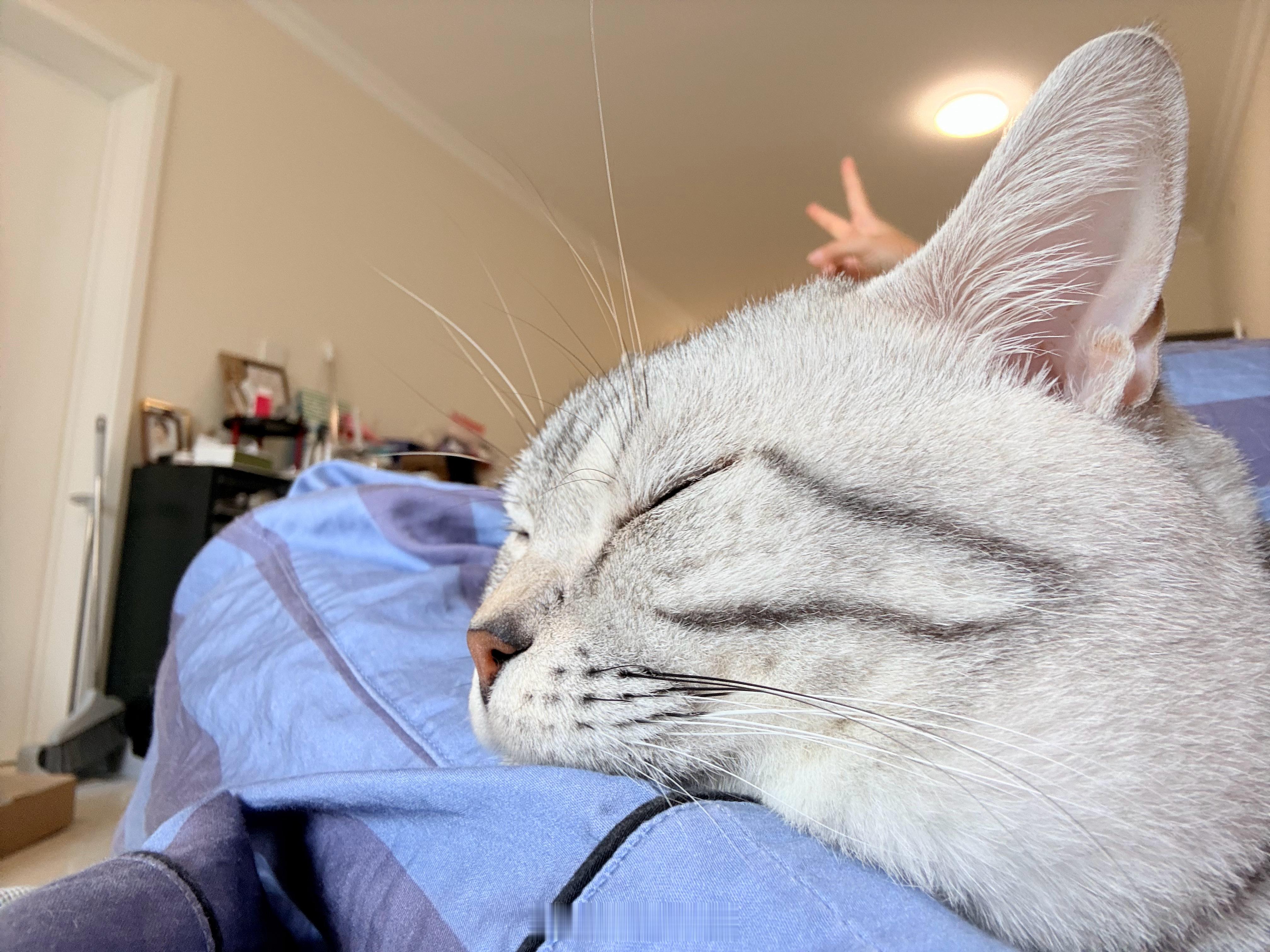 嘿嘿嘿一到冬天身上就长小猫🐱​​​