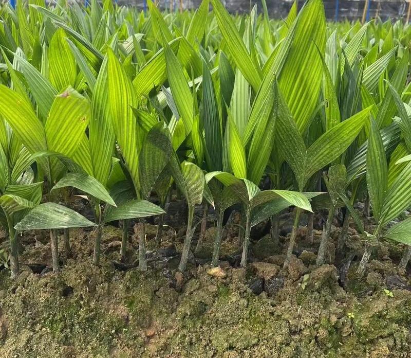 海南，一53岁男子清明扫墓祭祖，竟发现祖坟旁，被宗族亲戚种满槟榔苗和辣椒，可把男