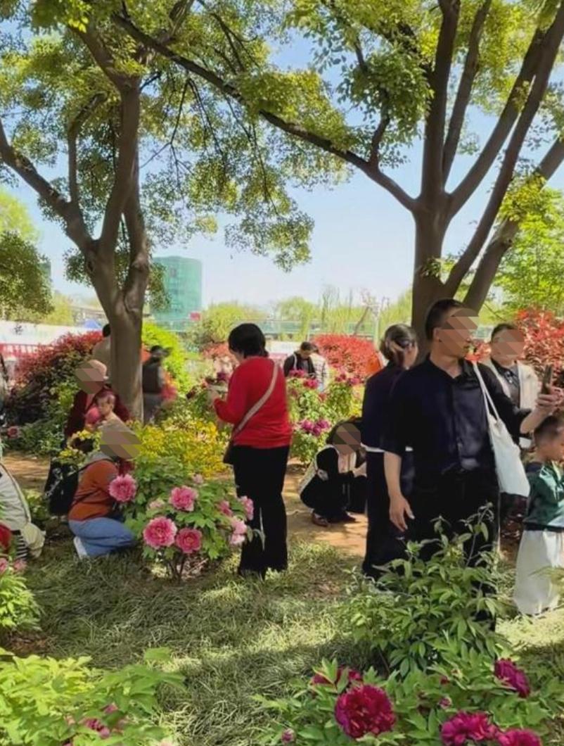 坐标济南植物园，也就是现在的泉城公园！近日牡丹盛开，游人如织，但在周边有围栏，