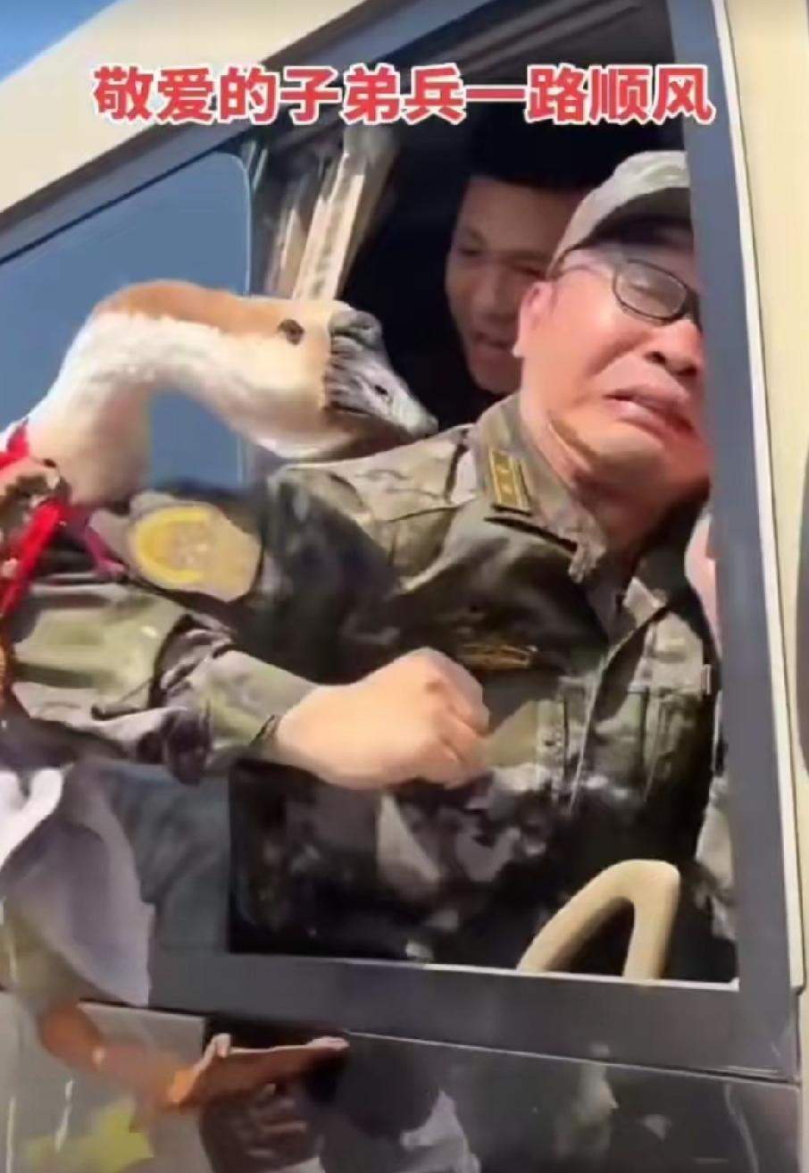 大鹅:兵哥哥我来了，干嘛给我个胳膊肘子，你转过头来看看我，我不信你两眼空空。这
