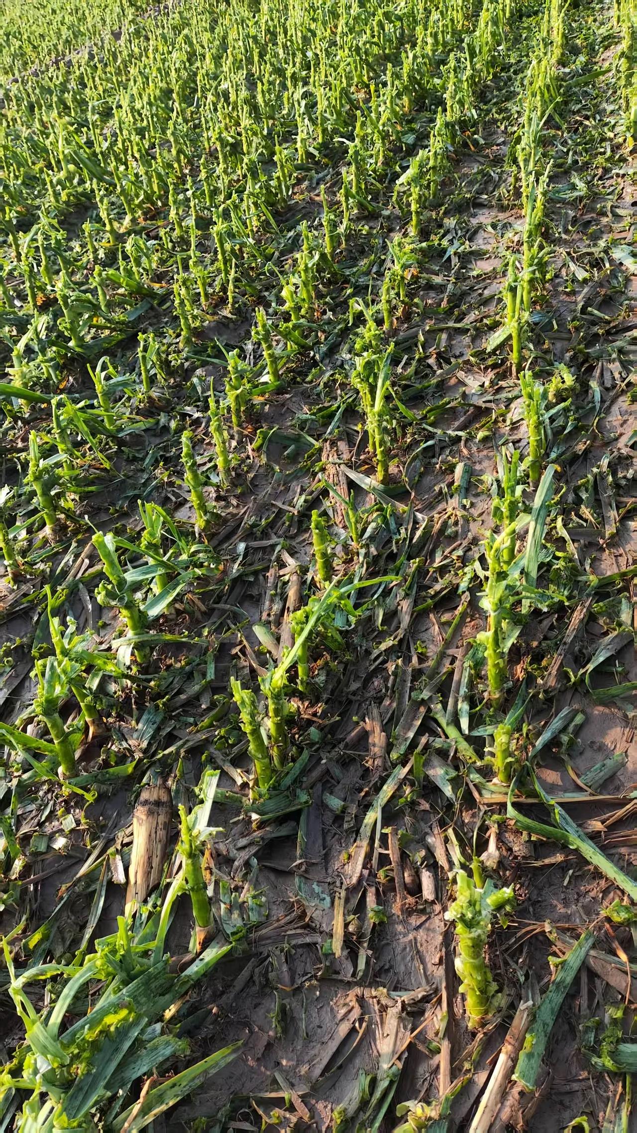 村民反映3月31号晚上十点河南封丘突降冰雹，大蒜叶子全被冰雹砸掉预估减产一半。