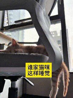 哎呀妈呀咱就说谁家小猫咪睡觉这么奇葩呀卡在办公椅缝里头呼呼大睡，半截身子窝在椅