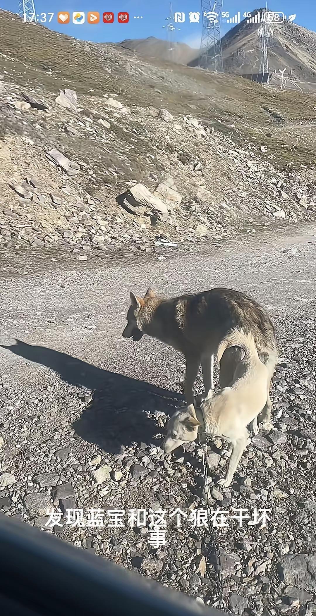 某旅游博主去西藏旅游，结果自己的狗子被野狼配了，也不知道以后会生个什么，网