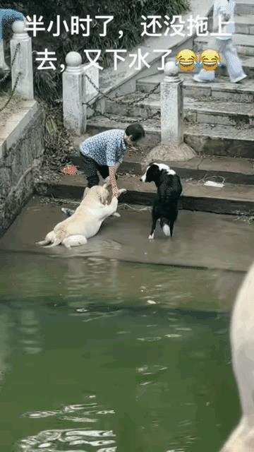 大妈带狗狗出来遛弯，因为天气太热，狗狗下到水里不愿意上来。大妈费了好大的劲才把它