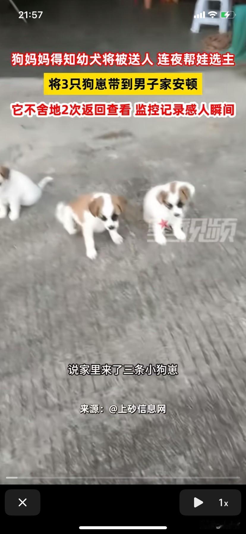 广东揭阳，狗妈妈得知主人要把幼犬送走，连夜带着狗崽到男子家安顿。监控更是记录下感