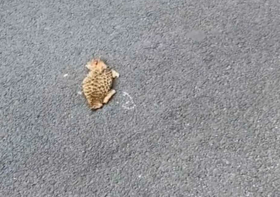 吓我一跳，远看还以为小猫被压扁了，原来是个榴莲壳：