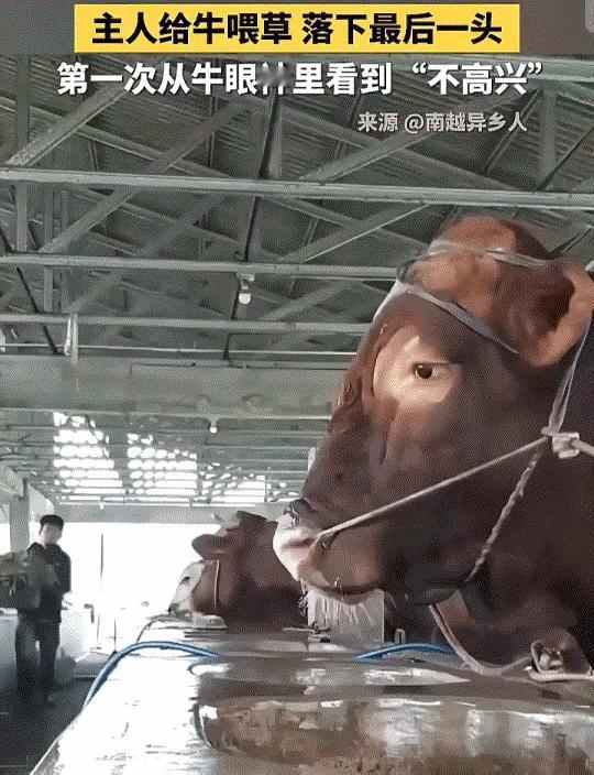 一头牛的表情，把我看愣了……我把视频看了三遍，心里冒出四个字：万物有灵。
