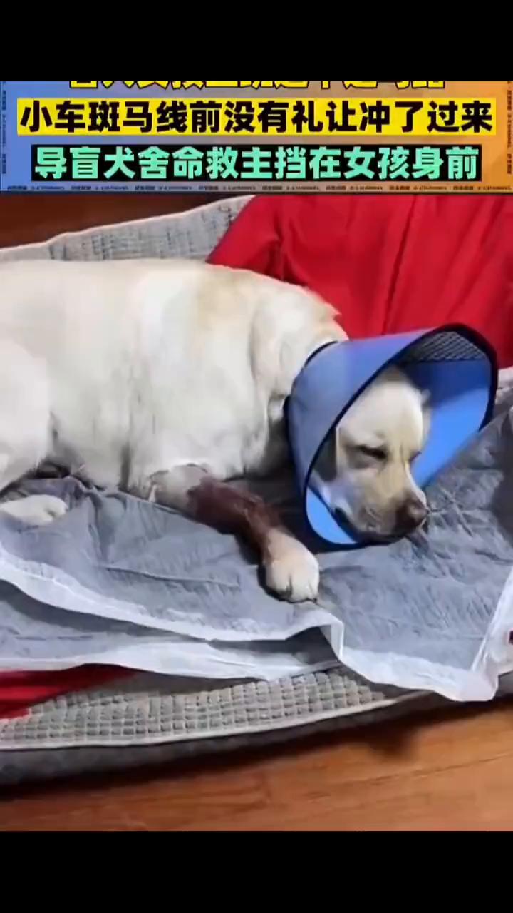 小车斑马线前没有礼让冲了过来，导盲犬舍命救主挡在女孩身前。盲人女孩上班途中过马