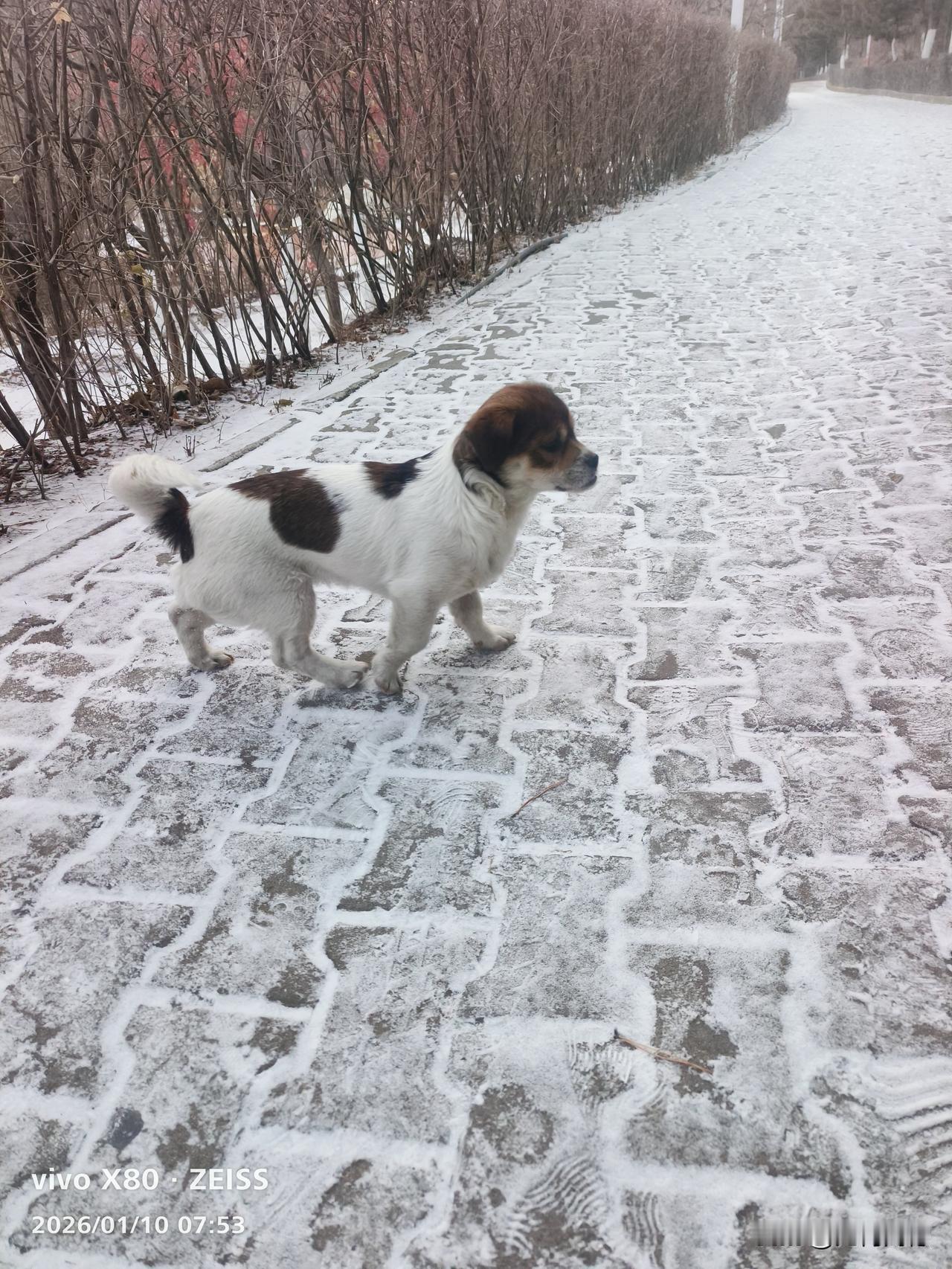 今天早晨，地面上下了一层青雪，雪虽然不是很大，但是地面特别的光滑，在遛狗的时候，