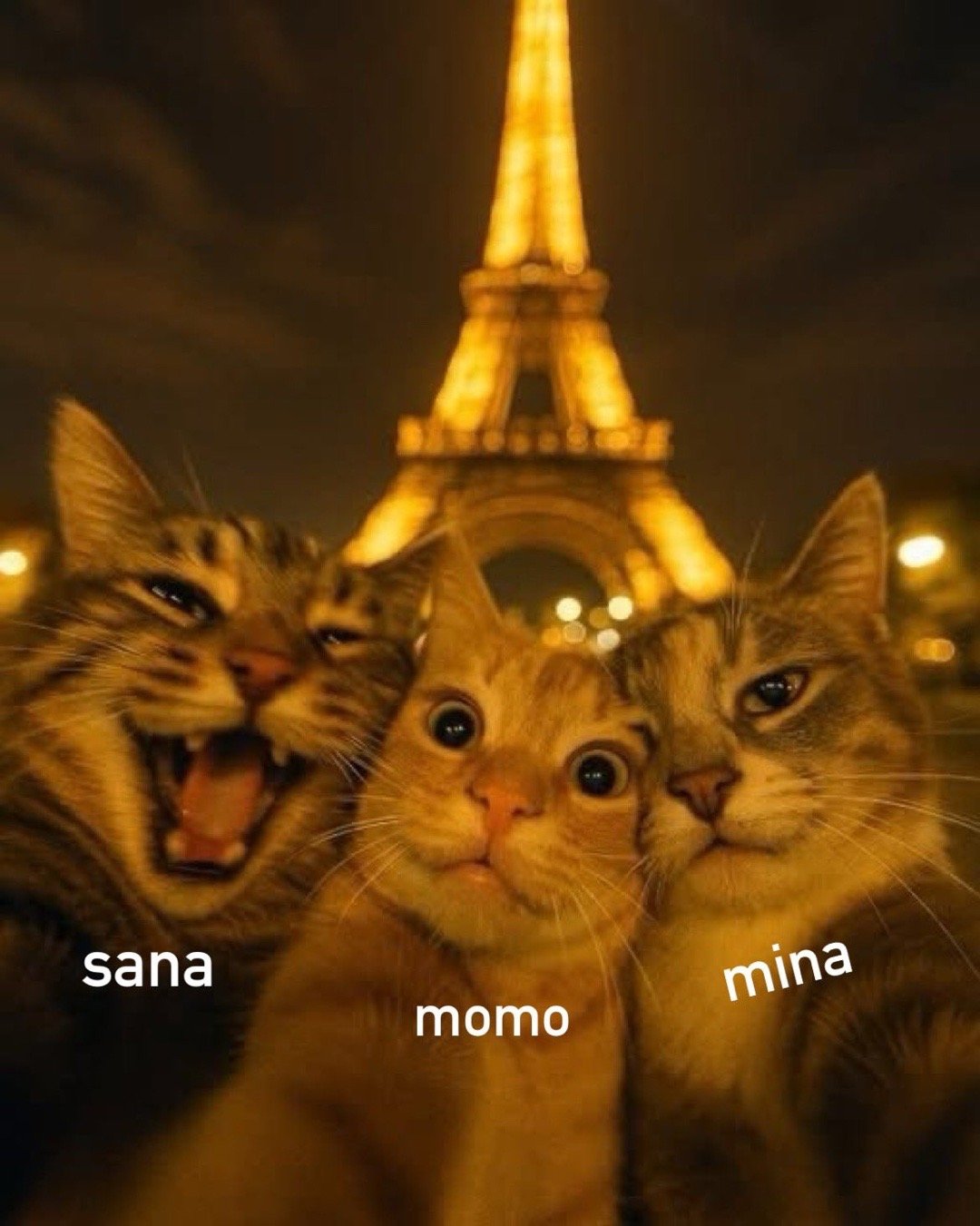 MISAMO猫猫的具象化​​​