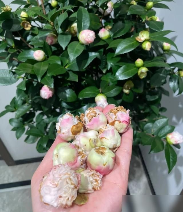 谁懂啊！广东三线小城一个养了8年花的网友，居然把红极一时的7种花全淘汰了！不是不