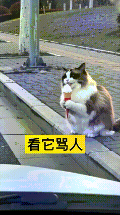 这个AI视频也太有意思了！小猫咪正抱着冰淇淋吃得美滋滋，路边车子突然猛按喇叭，直