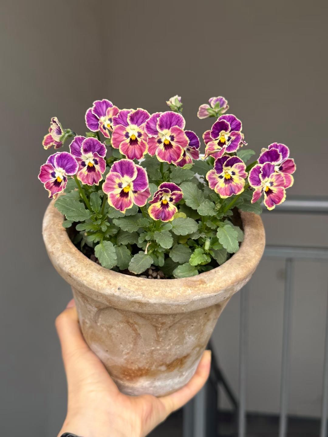 农村为啥少有植物人？一场重病，戳中了千万农村家庭的痛处终于明白为什么农村没