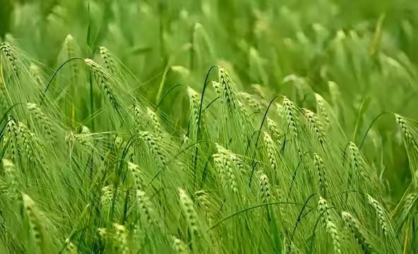 青稞是裸口感最差的粮食，没有之一，上世纪70年代，西藏地区曾尝试推广小麦种植，很