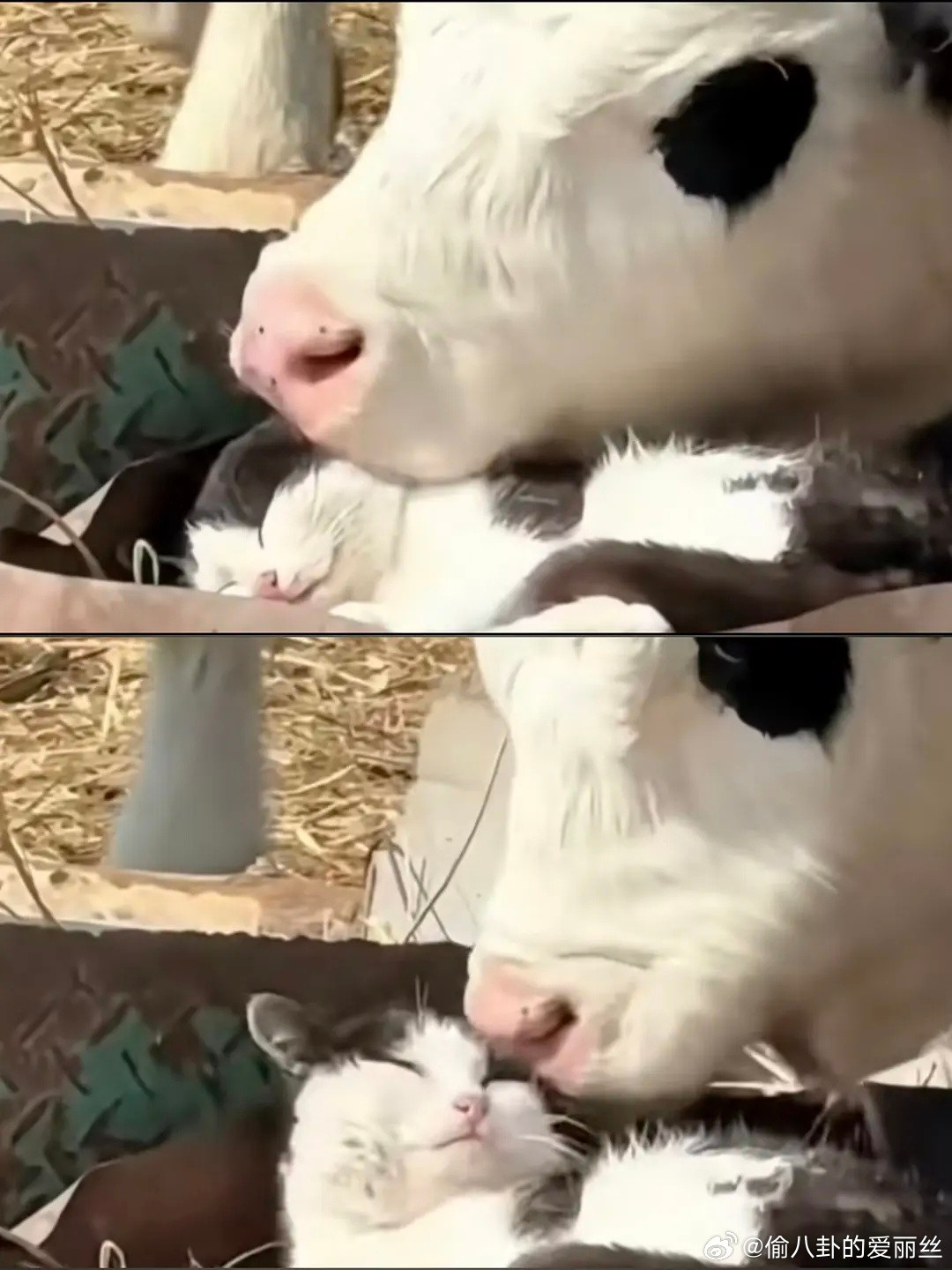 原来老牛不爱吃嫩草，老牛爱吃猫耳朵呀