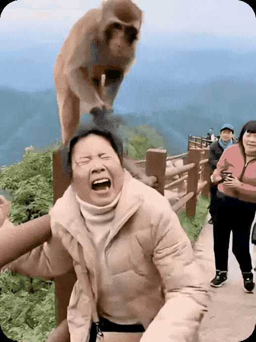 人猴大战太可笑，猴儿武艺高抢东西，真是有门道泼猴群，团伙作案协同好扯头发