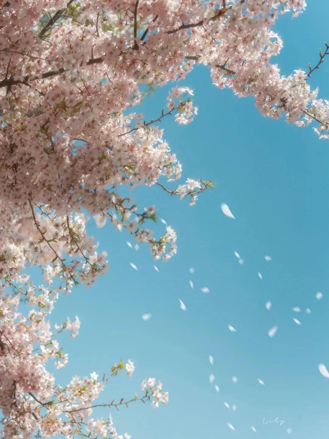 分享精彩美拍忽有故人心上过女生怎么拍出自然而且漂亮的照片