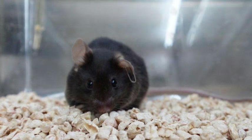 截至11月12日，神舟二十号航天员在轨突破202天。4只老鼠在轨12天！4