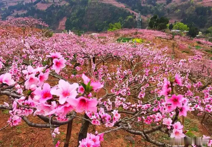 四川十万亩桃花朵朵开成都龙泉桃花开了，开满了满山坡…粉色浪漫真的好美！！花期乡遇