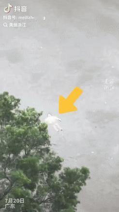 “怎么能这么聪明！”广东，一女子不小心掉入洪水，眼看几乎将她淹没，然而女子却并不