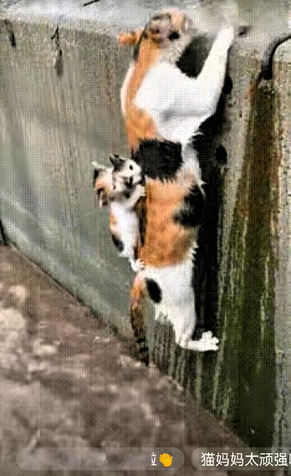 看到猫妈妈背着两只小猫奋力往岸上爬又落水的画面，心都揪起来了。水流不算平缓