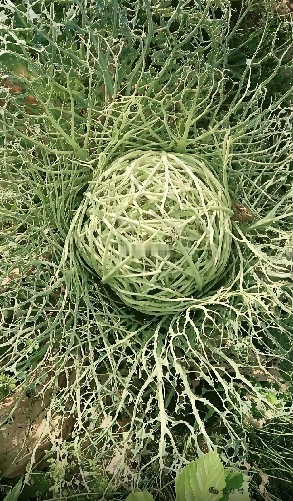 是农药打的少，还是虫太多？
