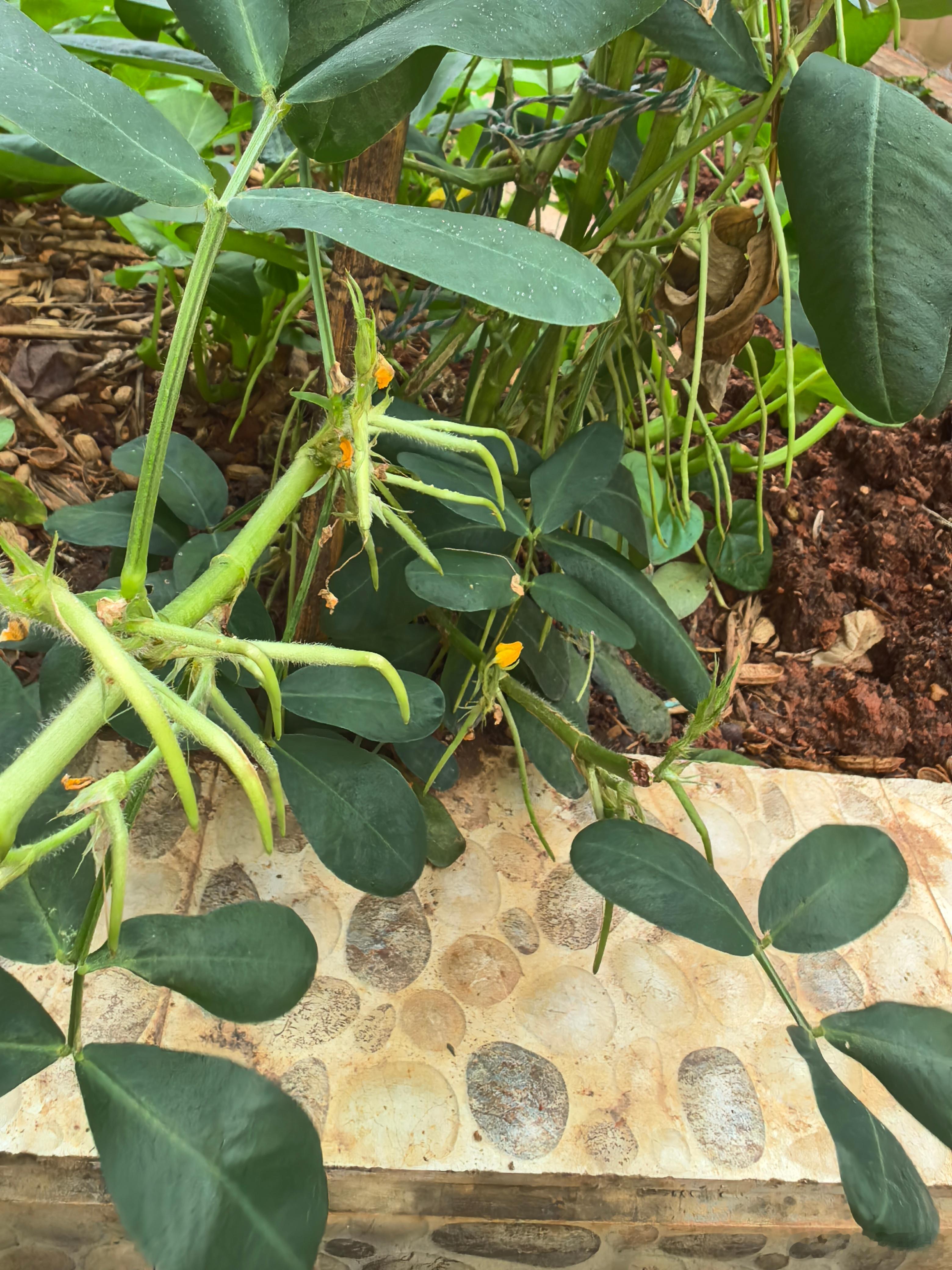 花生苗长出的这些须是干啥的？没去问豆包先发出来