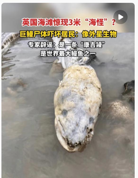 英国海怪把我们都给骗了！11月2日英国沃辛海滩有人发现个大东西，近3米长灰蓝色