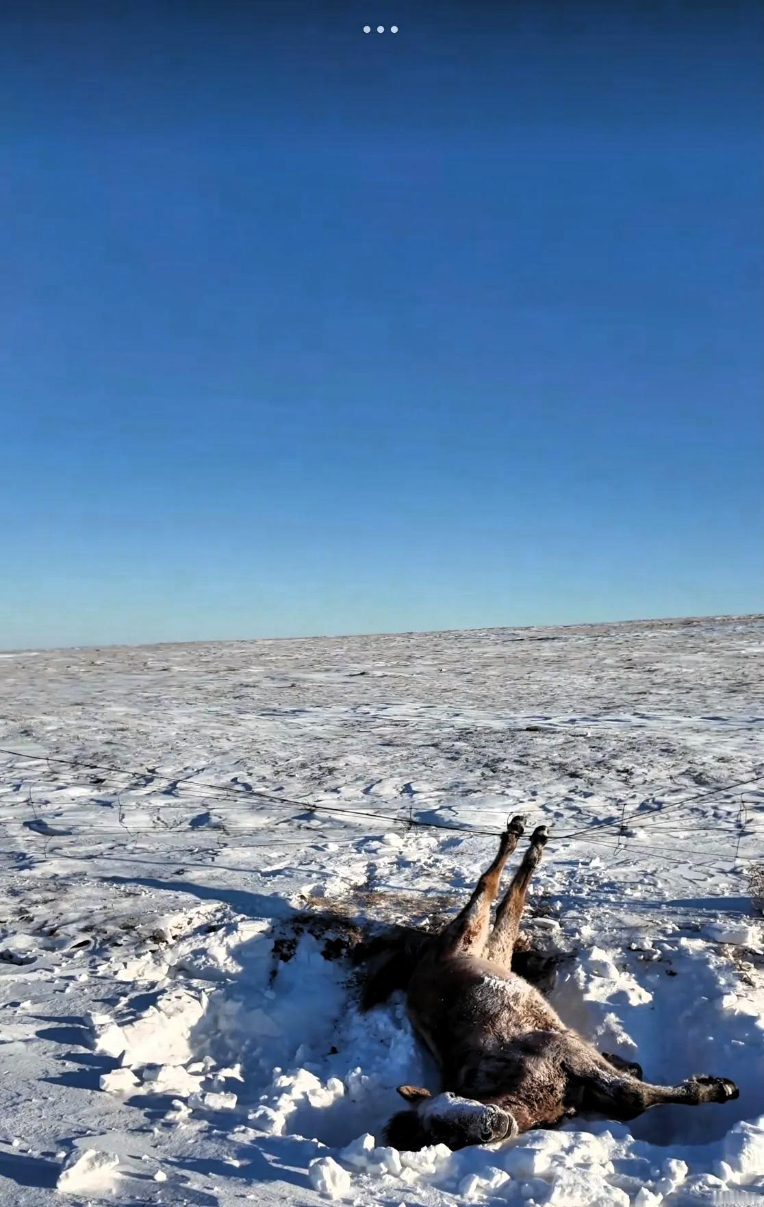 呼伦贝尔，一男子和朋友自驾游，忽然发现一匹马卧在路边雪堆里一动不动，本以为马是冻