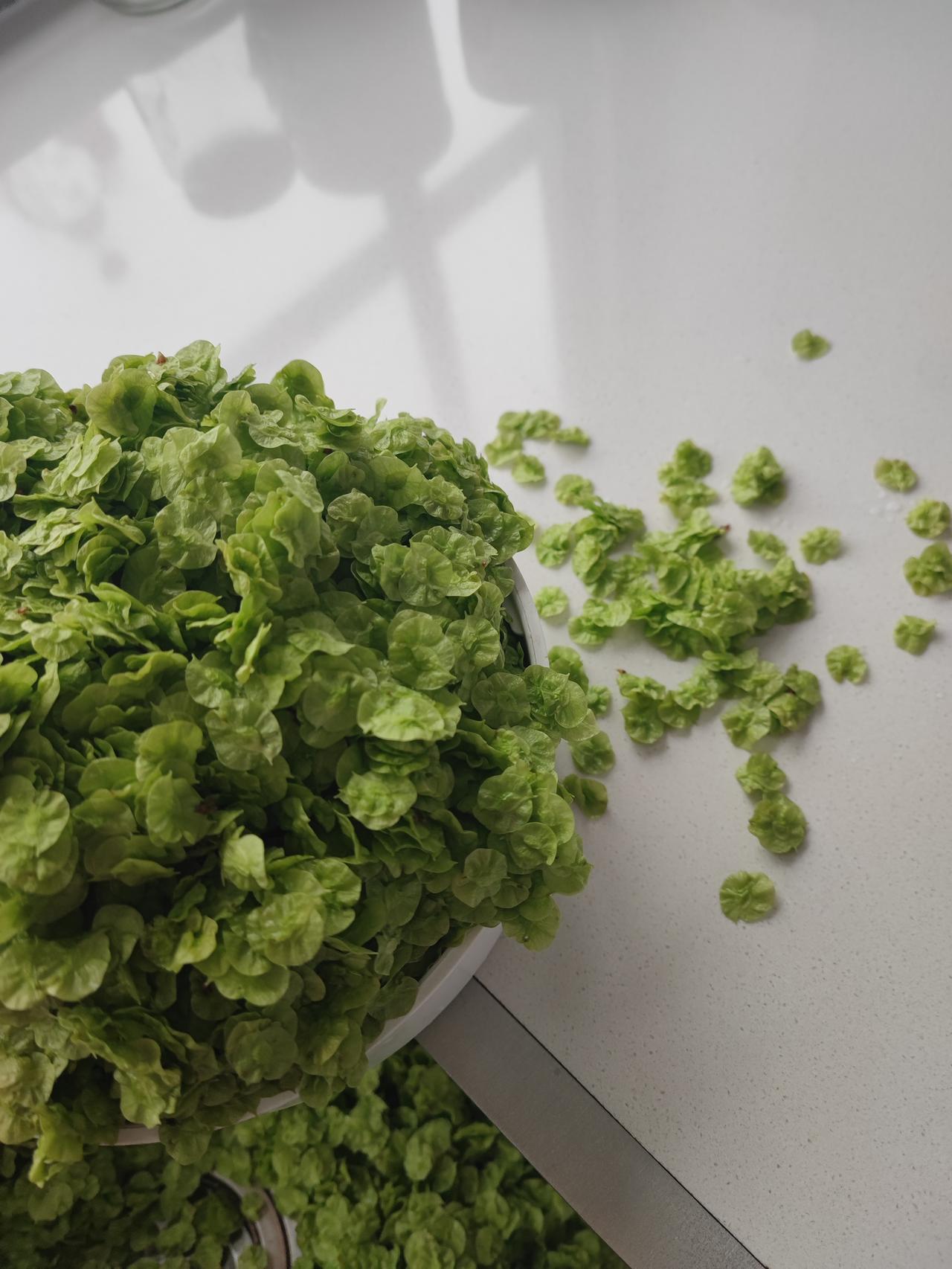 都在算计吗弟媳再婚了，男的有个养猪场，去年俩人开了个肉店，租房子买设备，