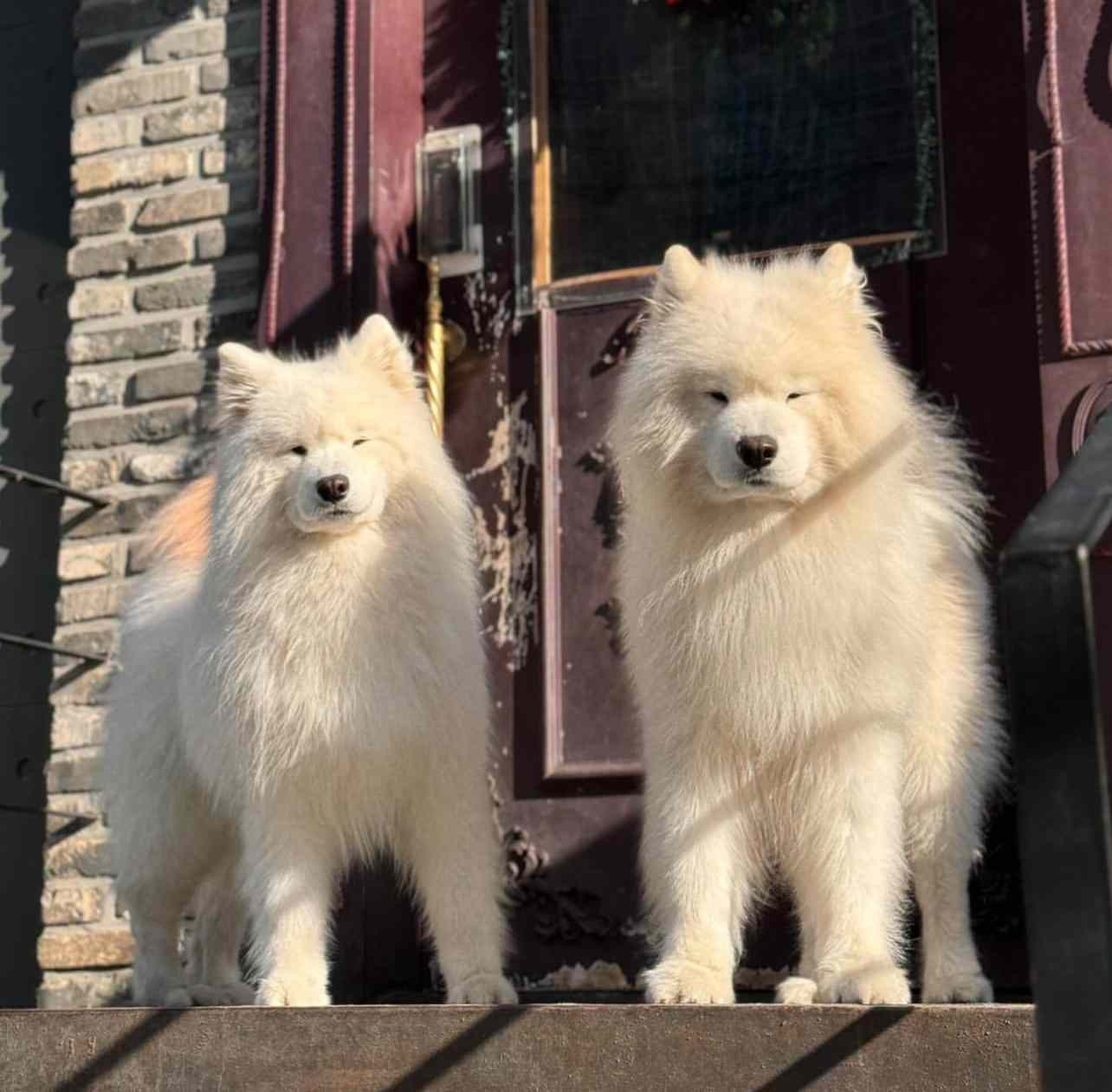 耶总会门口的保安大耶：这个人狗狗祟祟的很可疑耶