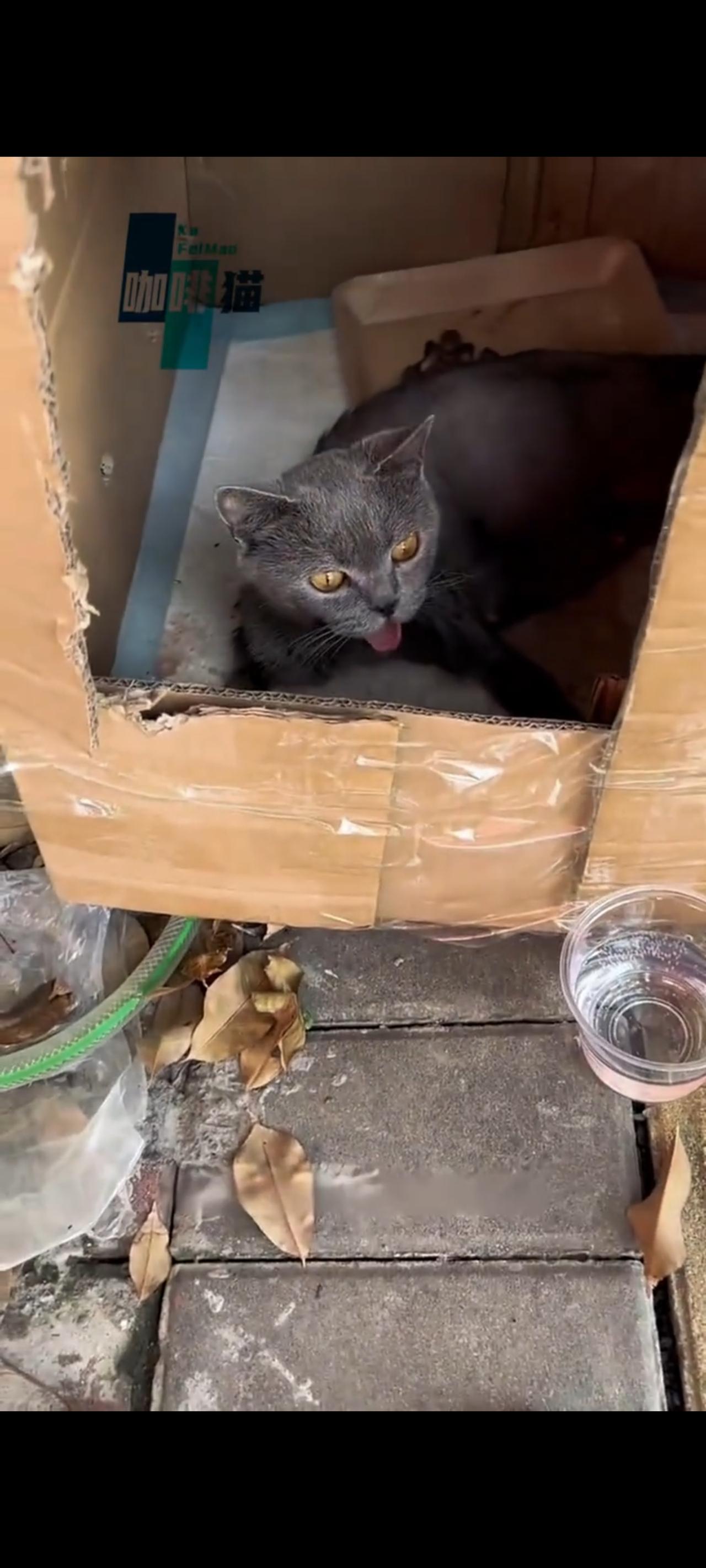 面对主人的残忍抛弃，刚刚生下宝宝的猫妈妈也是一脸诧异，她根本就不知道，自己究竟做