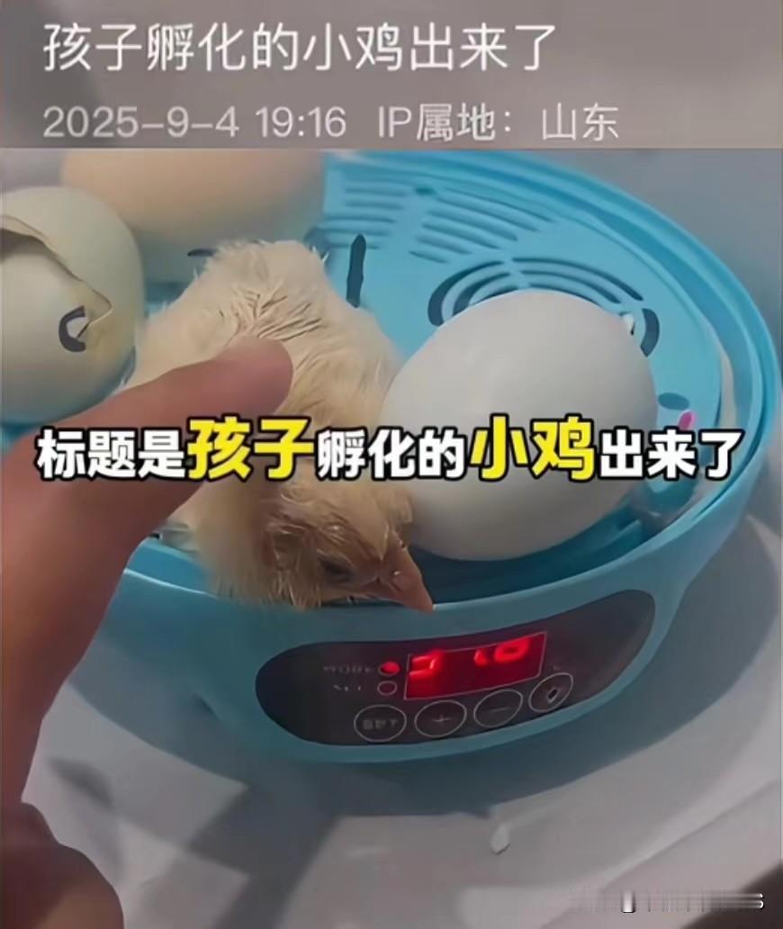 宝妈把孩子亲手孵化的小鸡炖了，还拍视频笑看孩子崩溃大哭，这教育方式让人窒息