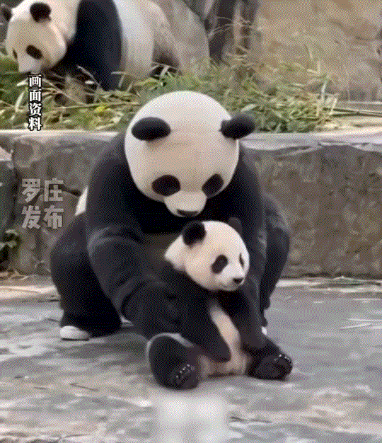 笑不活了！山西，一名饲养员穿上熊猫玩偶服，准备给动物园里的大熊猫清理毛发。不料清